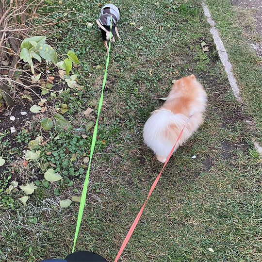 Retractable Dog Leash for Small Dogs Reflective Dual Pet Leash Lead 360 Swivel No Double Dog Walking Leash with Lights Pet Products | Essentials Online Store 